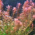 Rotala Rotundifolia
