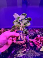 Anubia Round golden coin – Image 2