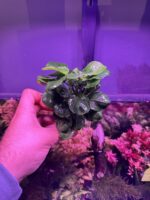 Anubia Round golden coin