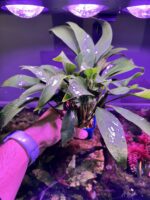 Anubia Barteri Var Glabra (4 pieds) – Image 3