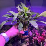 Anubia Barteri Var Glabra (4 pieds)