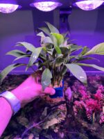 Anubia Barteri Var Glabra (4 pieds)