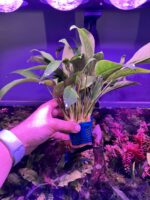 Anubia Barteri Var Glabra (4 pieds) – Image 2