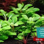 Lobelia cardinalis gigantea