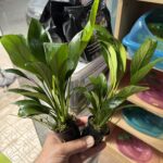 Anubia Barteri Var Glabra