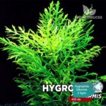 Hygrophila difformis