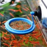 Mangoire poisson