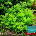 Hemianthus micranthemoides