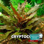 Cryptocoryne beckettii