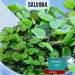 Salvinia natans