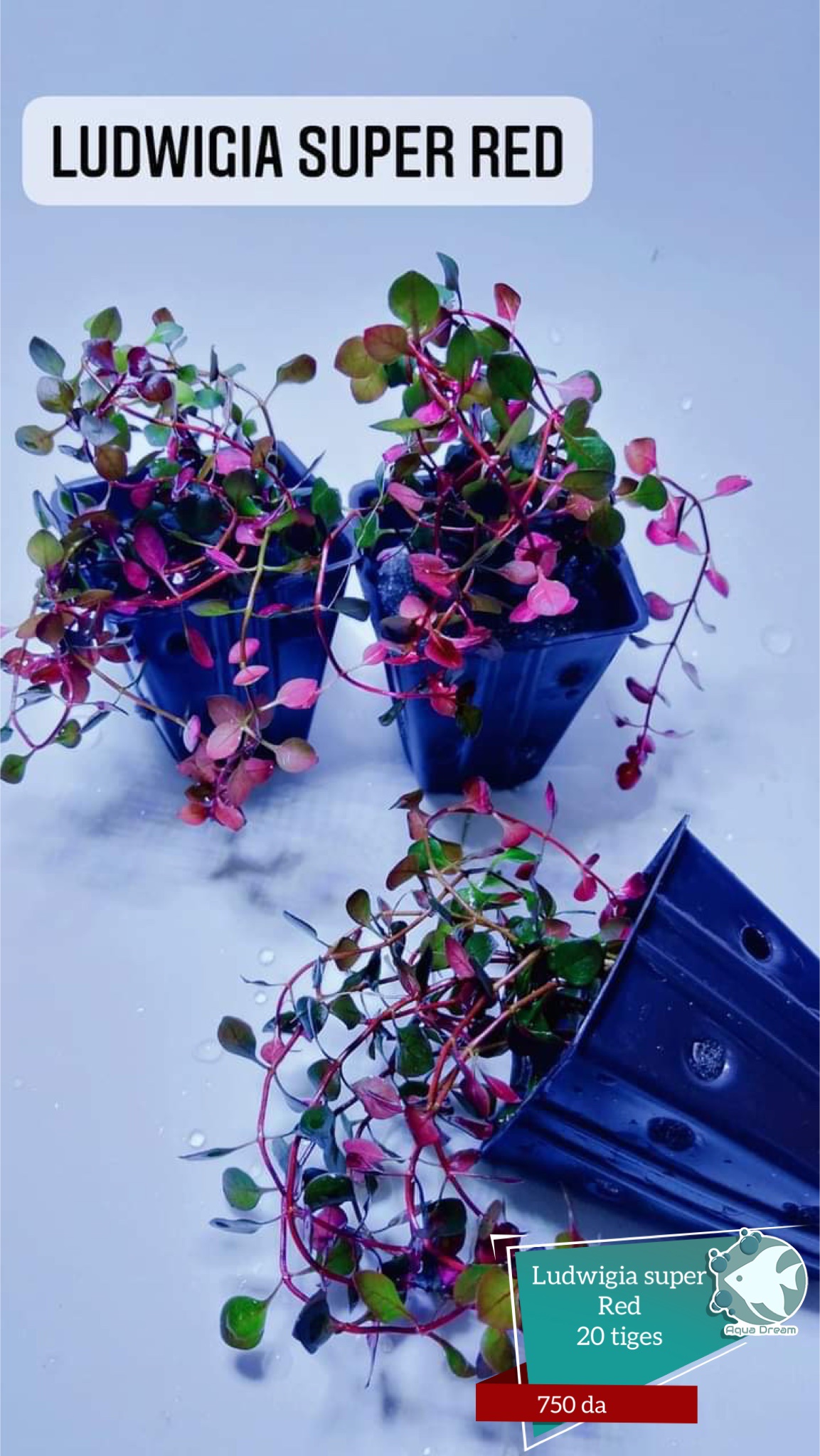 Ludwigia super red - Aqua Dream Shop