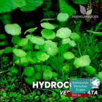 Hydrocotyle verticillata