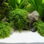 Sable blanc 1 kg