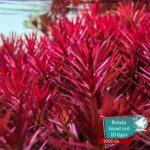 Rotala blood red
