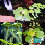 Limnobium laevigatum