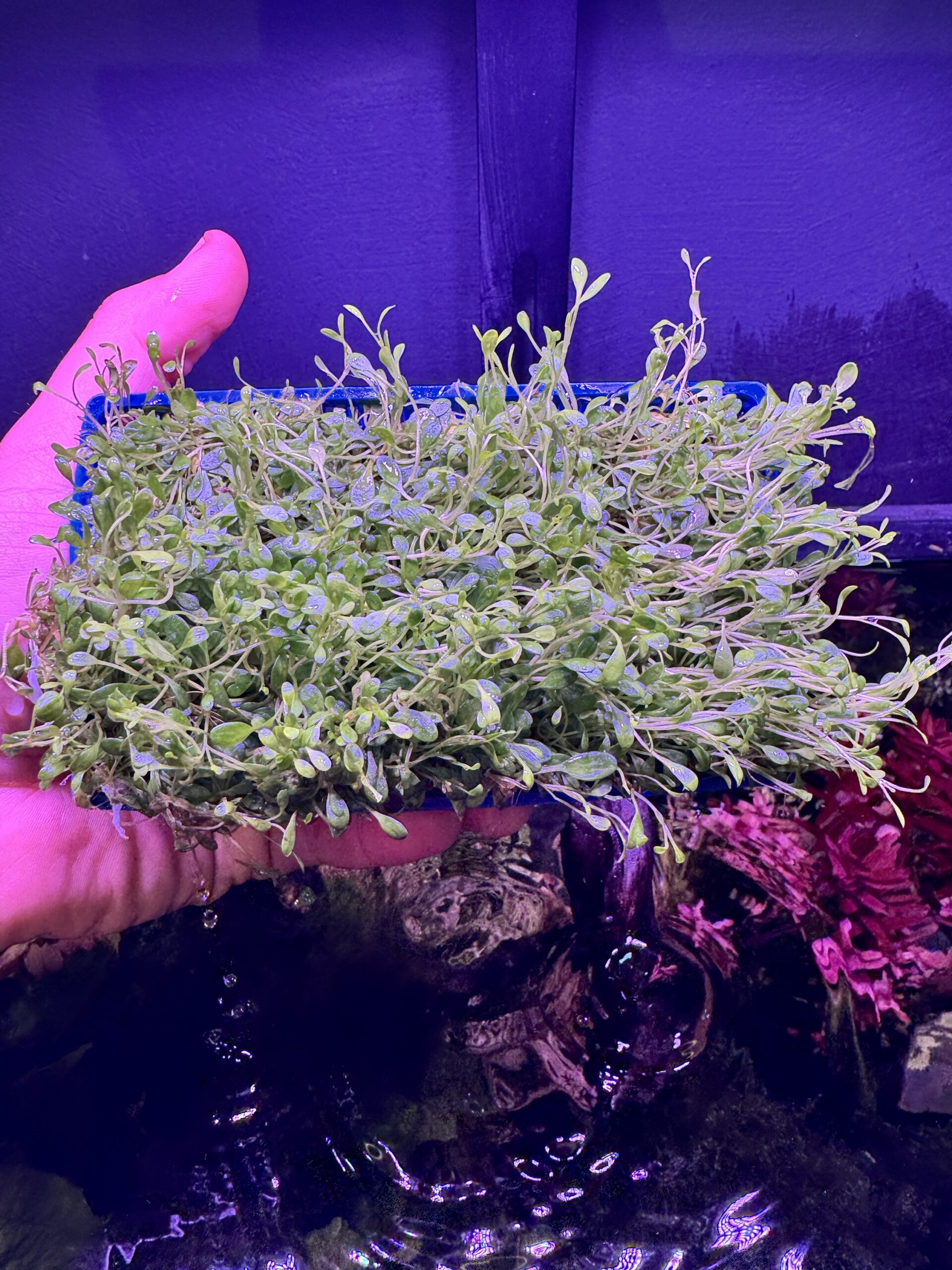 img_0643 Glossostigma Elatinoides – Image 1