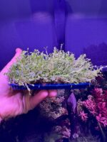 Glossostigma Elatinoides – Image 2