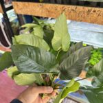 Anubia barteri broad leaf xL