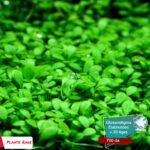 Glossostigma Elatinoides – Image 3