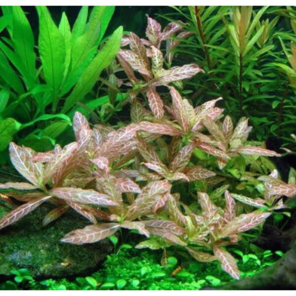 Hygrophila sunset