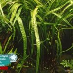 Cryptocoryne balansae xl