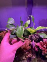 Anubia nana long wavy