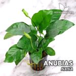Anubia nana – Image 3