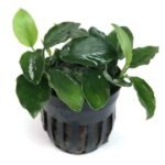 Anubia nana long wavy – Image 2