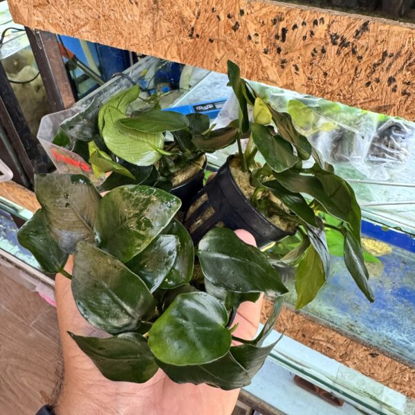 Anubia nana thik leaf