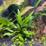 Cryptocoryne wendtii green