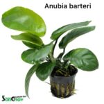 Anubia barteri