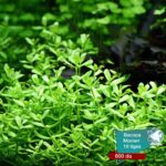 Bacopa monieri