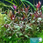 Althernanthera reineckii