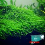 Java moss