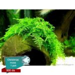 Christmas moss