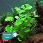 Nymphoides hydrophylla sp taiwan