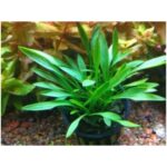 Cryptocoryne parva