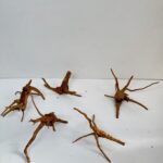 Racine de mangroove 250 G