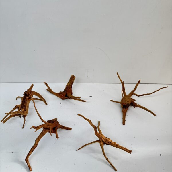 Racine de mangroove 250 G