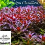 Ludwigia glandulosa