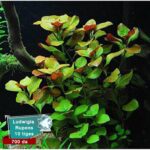 Ludwigia rupens