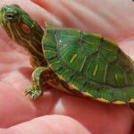 Tortue aquatique vivante