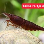 neocaridina brown sakura