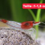 Neocaridina rili red