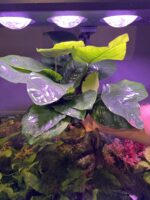 Anubia XXL géante – Image 2