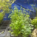 Limnophila aromatica