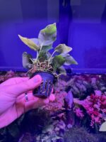 Anubia nana – Image 2