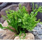 Microsorum pteropus Windelov