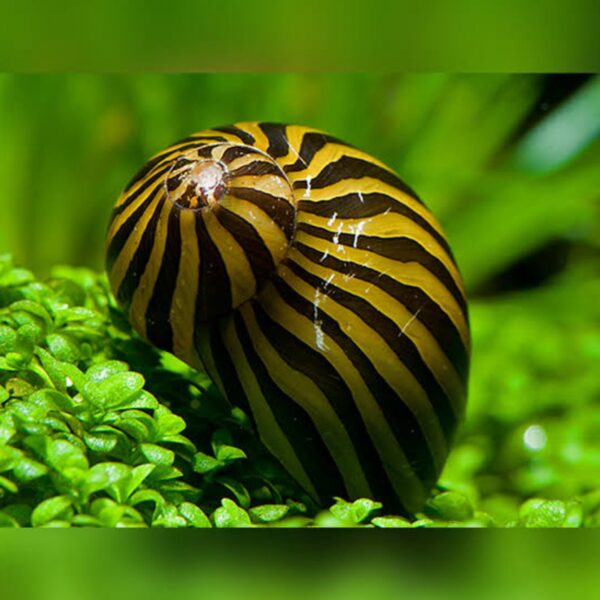 Neritina escargot