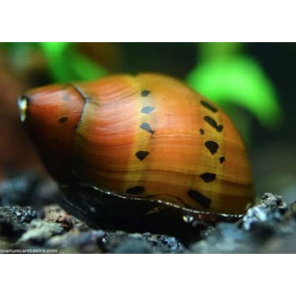 Neritina escargot Tiger